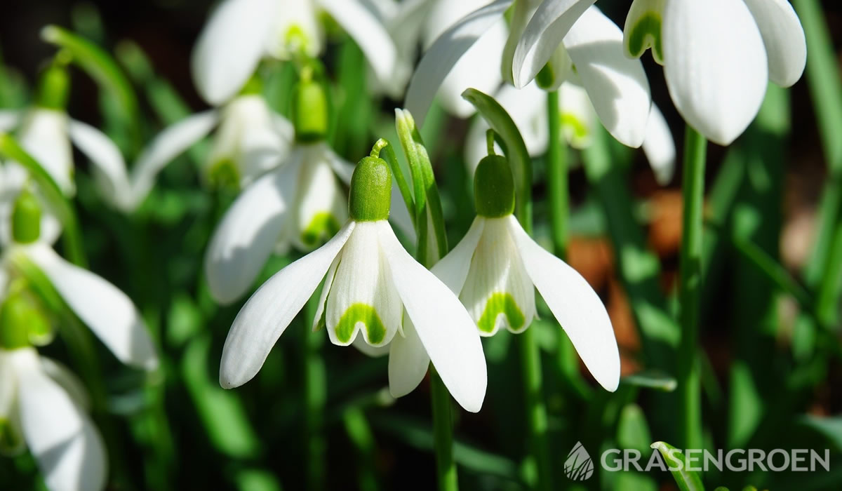 Stuiteren Verrast snijden Top 10 mooiste wit bloeiende planten - Gras en Groen